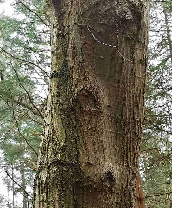 De natuur veroordeelt niet maar werkt wel met natuurlijke consequenties