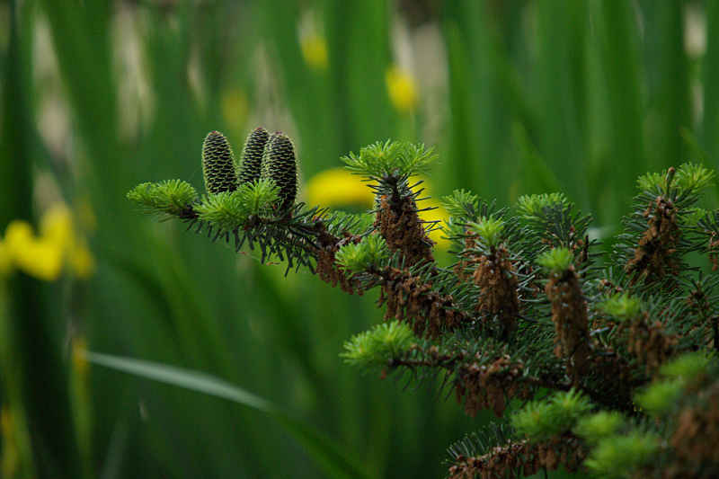 De natuursessie